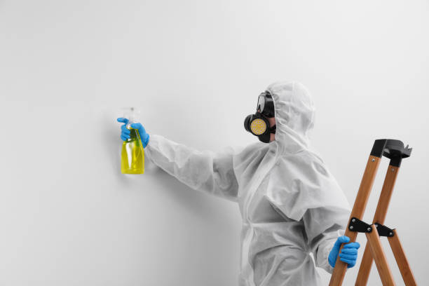 Professional Mold Removal & Remediation in Zebulon, NC